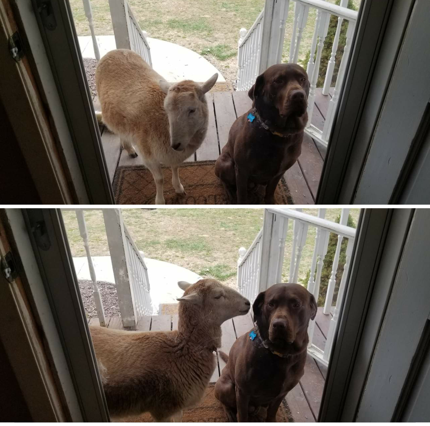 Sheep bothering dog Blank Meme Template