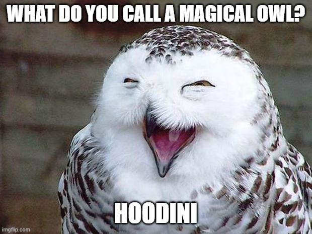 happy owl |  WHAT DO YOU CALL A MAGICAL OWL? HOODINI | image tagged in owl happy,hoodini | made w/ Imgflip meme maker