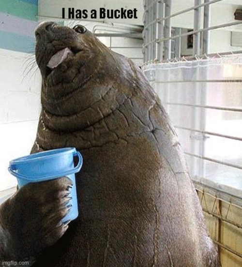 This made my day | image tagged in i has a bucket | made w/ Imgflip meme maker