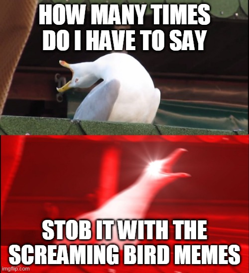 Screaming bird | HOW MANY TIMES DO I HAVE TO SAY; STOB IT WITH THE SCREAMING BIRD MEMES | image tagged in screaming bird | made w/ Imgflip meme maker