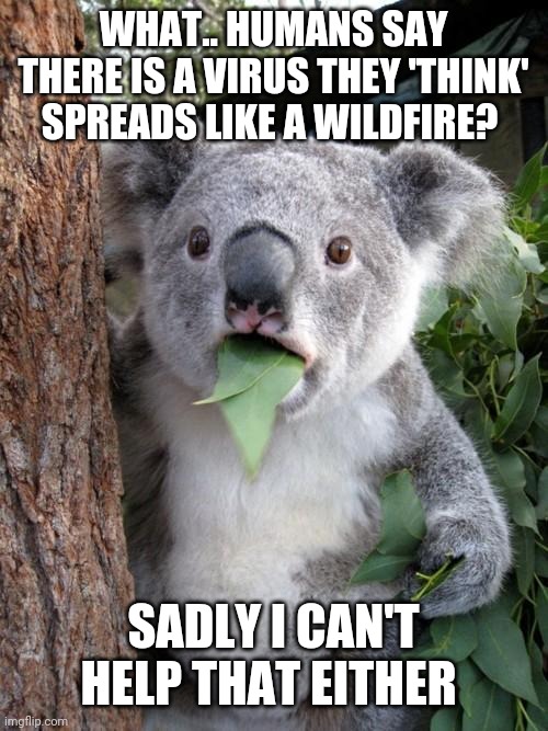 Surprised Koala | WHAT.. HUMANS SAY THERE IS A VIRUS THEY 'THINK' SPREADS LIKE A WILDFIRE? SADLY I CAN'T HELP THAT EITHER | image tagged in memes,surprised koala | made w/ Imgflip meme maker