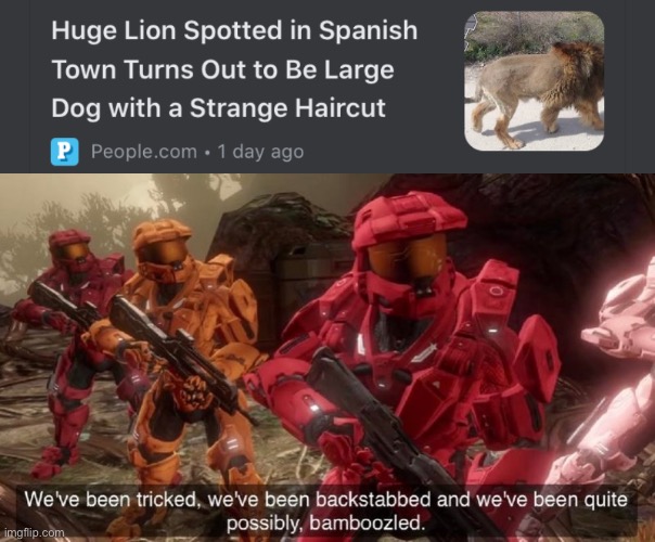 We’ve been tricked by a dog | image tagged in dog,lion dog | made w/ Imgflip meme maker