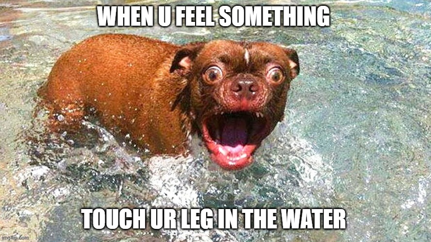 WHEN U FEEL SOMETHING; TOUCH UR LEG IN THE WATER | image tagged in dog surprise | made w/ Imgflip meme maker