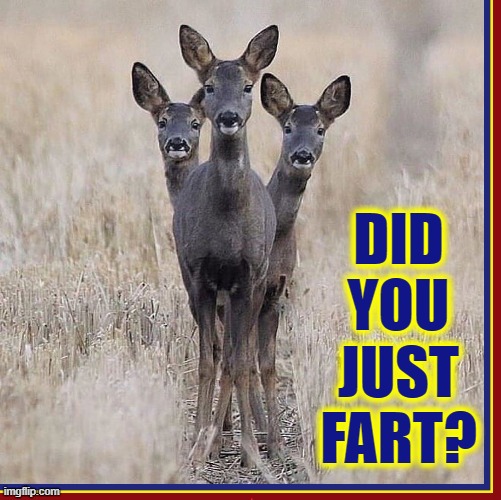 DID YOU JUST FART? | image tagged in vince vance,deer,farting,fart jokes,deer in headlights,animal memes | made w/ Imgflip meme maker