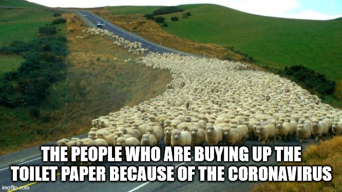 sheep | THE PEOPLE WHO ARE BUYING UP THE TOILET PAPER BECAUSE OF THE CORONAVIRUS | image tagged in sheep | made w/ Imgflip meme maker