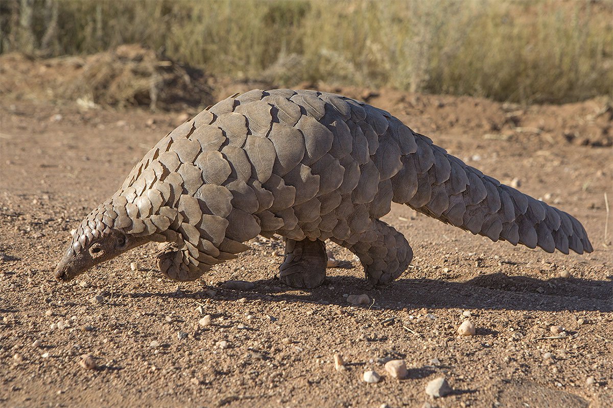 Pangolin casualty Blank Meme Template