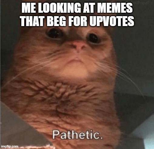 Pathetic Cat | ME LOOKING AT MEMES THAT BEG FOR UPVOTES | image tagged in pathetic cat | made w/ Imgflip meme maker