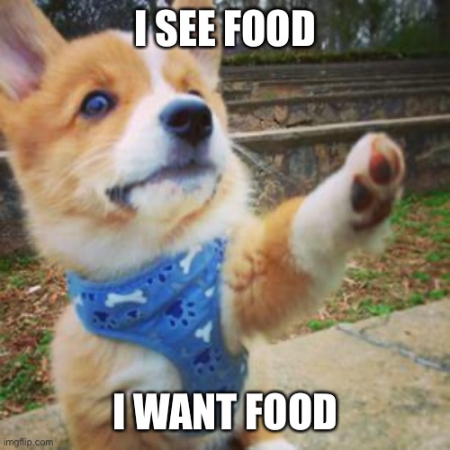 3rd to last day :( | I SEE FOOD; I WANT FOOD | image tagged in puppy corgi | made w/ Imgflip meme maker