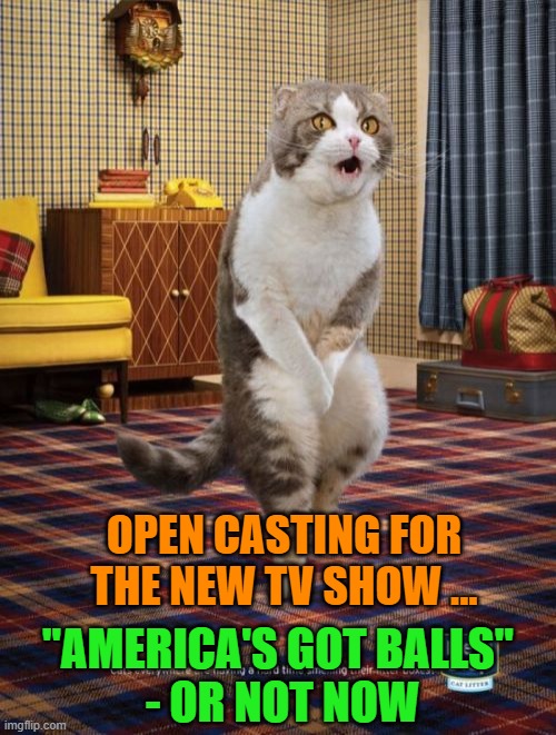 Gotta Go Cat Meme | OPEN CASTING FOR THE NEW TV SHOW ... "AMERICA'S GOT BALLS" 
- OR NOT NOW | image tagged in memes,gotta go cat | made w/ Imgflip meme maker
