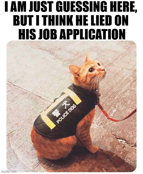 Well maybe he identified as a dog. | I AM JUST GUESSING HERE, 
BUT I THINK HE LIED ON 
HIS JOB APPLICATION | image tagged in police dogs,cat,lies,false advertising | made w/ Imgflip meme maker