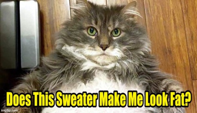 Fat Cat Meme Of The Day | image tagged in fat cat,cats,funny meme | made w/ Imgflip meme maker
