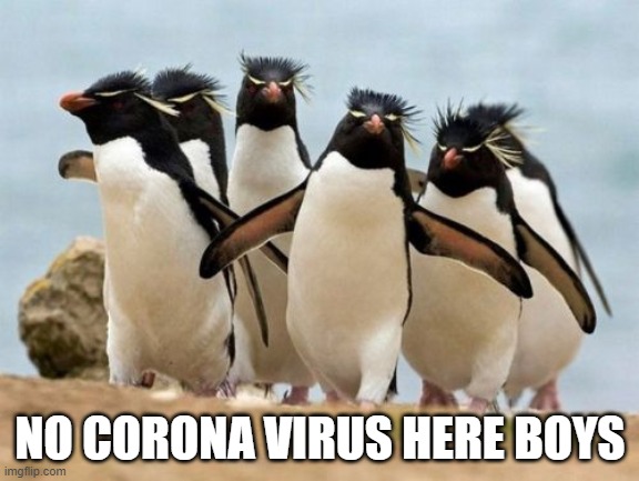 Penguin Gang | NO CORONA VIRUS HERE BOYS | image tagged in memes,penguin gang | made w/ Imgflip meme maker