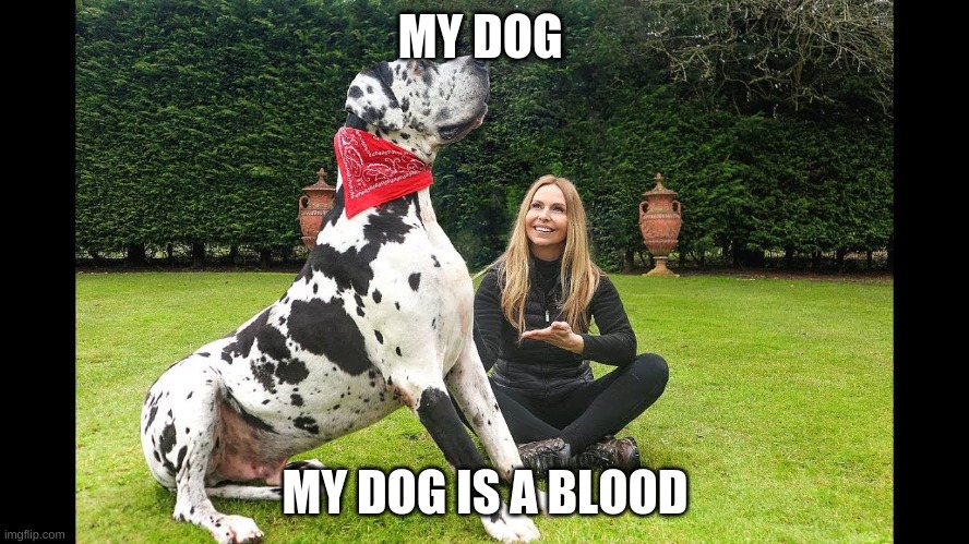 My dog | MY DOG; MY DOG IS A BLOOD | image tagged in doberman,funny | made w/ Imgflip meme maker