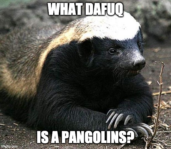 Honey badger | WHAT DAFUQ; IS A PANGOLINS? | image tagged in honey badger | made w/ Imgflip meme maker