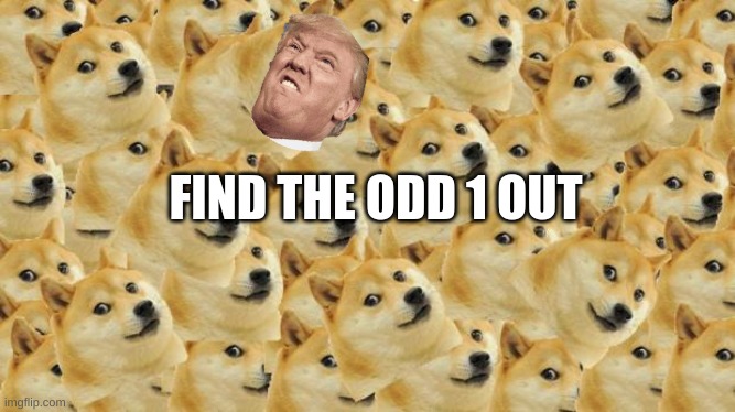 Multi Doge Meme | FIND THE ODD 1 OUT | image tagged in memes,multi doge | made w/ Imgflip meme maker