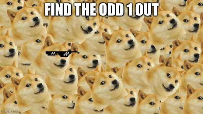 Multi Doge Meme | FIND THE ODD 1 OUT | image tagged in memes,multi doge | made w/ Imgflip meme maker