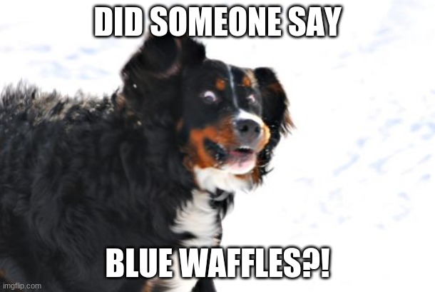 Crazy Dawg | DID SOMEONE SAY; BLUE WAFFLES?! | image tagged in memes,crazy dawg | made w/ Imgflip meme maker