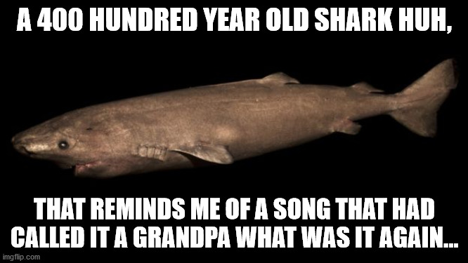 grandpa shark | A 400 HUNDRED YEAR OLD SHARK HUH, THAT REMINDS ME OF A SONG THAT HAD CALLED IT A GRANDPA WHAT WAS IT AGAIN... | image tagged in grandpa shark | made w/ Imgflip meme maker