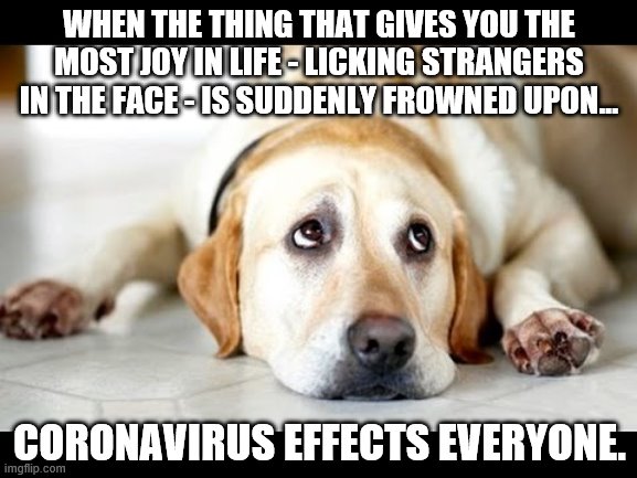 No Tongue Please. | WHEN THE THING THAT GIVES YOU THE MOST JOY IN LIFE - LICKING STRANGERS IN THE FACE - IS SUDDENLY FROWNED UPON... CORONAVIRUS EFFECTS EVERYONE. | image tagged in dog,coronavirus,licking | made w/ Imgflip meme maker