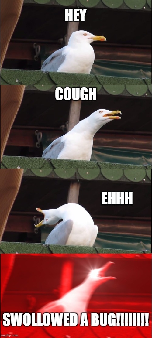 Inhaling Seagull | HEY; COUGH; EHHH; SWOLLOWED A BUG!!!!!!!! | image tagged in memes,inhaling seagull | made w/ Imgflip meme maker