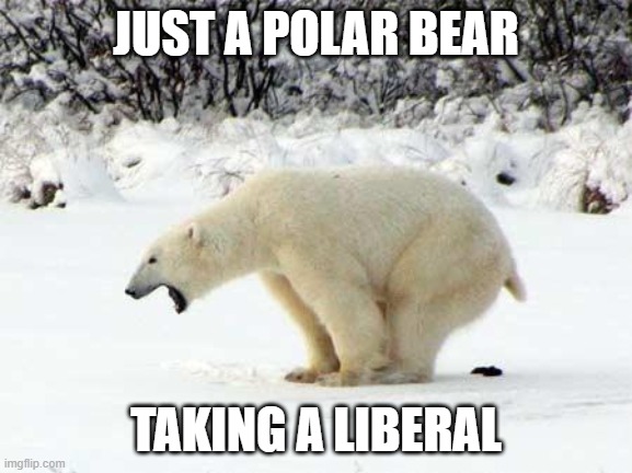 Polar Bear Shits in the Snow | JUST A POLAR BEAR TAKING A LIBERAL | image tagged in polar bear shits in the snow | made w/ Imgflip meme maker