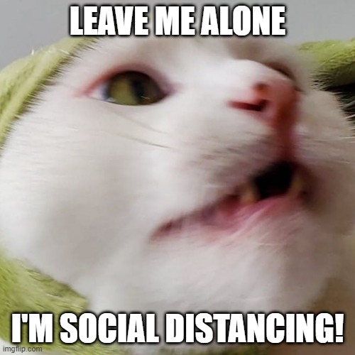 LEAVE ME ALONE; I'M SOCIAL DISTANCING! | image tagged in cats,smudge the cat,smudge,coronavirus,funny | made w/ Imgflip meme maker