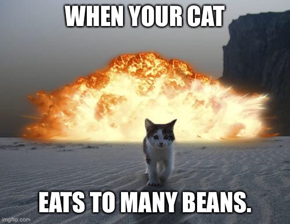 cat explosion | WHEN YOUR CAT; EATS TO MANY BEANS. | image tagged in cat explosion | made w/ Imgflip meme maker