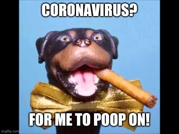 Triumph Comic To Poop On | CORONAVIRUS? FOR ME TO POOP ON! | image tagged in triumph comic to poop on | made w/ Imgflip meme maker