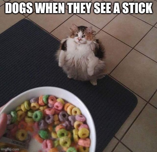 Loops Brother | DOGS WHEN THEY SEE A STICK | image tagged in loops brother | made w/ Imgflip meme maker