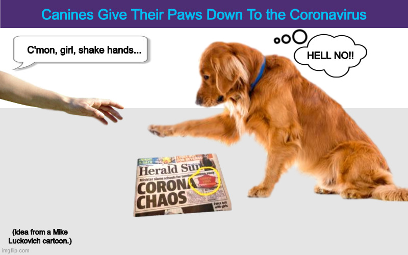 Petsmart - Canines Give Their Paws Down To the Coronavirus | image tagged in coronavirus,shaking hands,corona virus,dogs,memes,meme | made w/ Imgflip meme maker