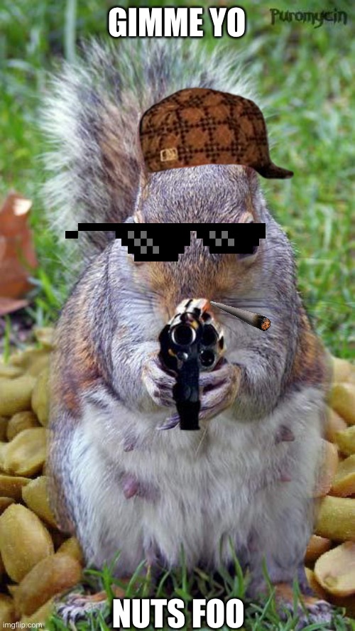 funny squirrels with guns (5) | GIMME YO; NUTS FOO | image tagged in funny squirrels with guns 5 | made w/ Imgflip meme maker