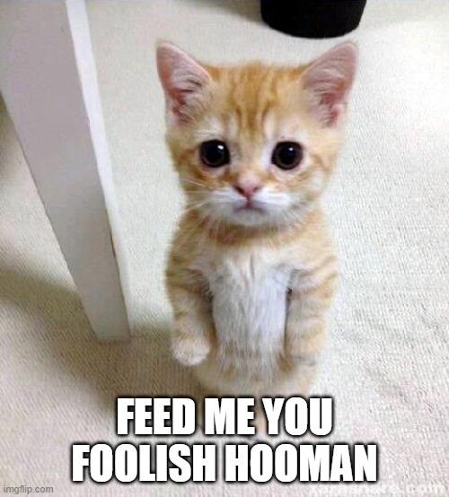 Cute Cat Meme | FEED ME YOU FOOLISH HOOMAN | image tagged in memes,cute cat | made w/ Imgflip meme maker