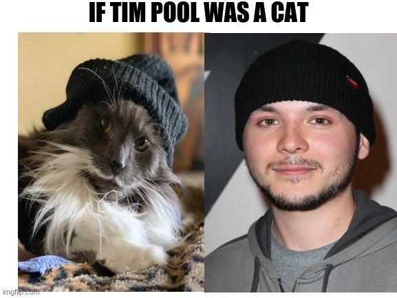 Blank White Template | IF TIM POOL WAS A CAT | image tagged in tim pool,cat,look a like,meme,humor | made w/ Imgflip meme maker