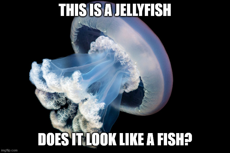 THIS IS A JELLYFISH DOES IT LOOK LIKE A FISH? | made w/ Imgflip meme maker