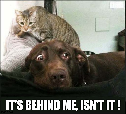 It's Behind You ! | IT'S BEHIND ME, ISN'T IT ! | image tagged in fun,dogs,cats,pantomime | made w/ Imgflip meme maker