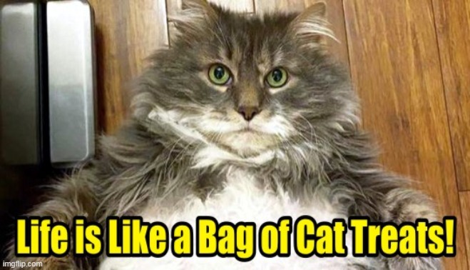 Fat Cat Meme of The Day :) | image tagged in fat cat,forrest gump,cat treats,cats,funny memes | made w/ Imgflip meme maker