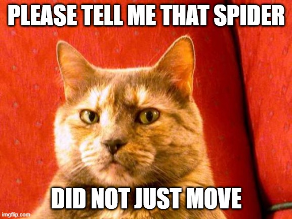 Suspicious Cat Meme | PLEASE TELL ME THAT SPIDER; DID NOT JUST MOVE | image tagged in memes,suspicious cat | made w/ Imgflip meme maker