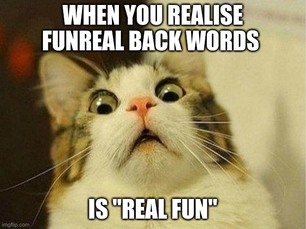 Scared Cat Meme | WHEN YOU REALISE FUNREAL BACK WORDS; IS "REAL FUN" | image tagged in memes,scared cat | made w/ Imgflip meme maker