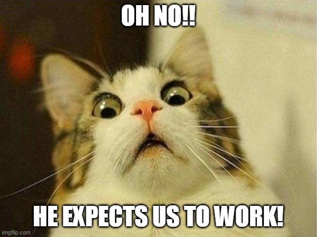 Scared Cat | OH NO!! HE EXPECTS US TO WORK! | image tagged in memes,scared cat | made w/ Imgflip meme maker