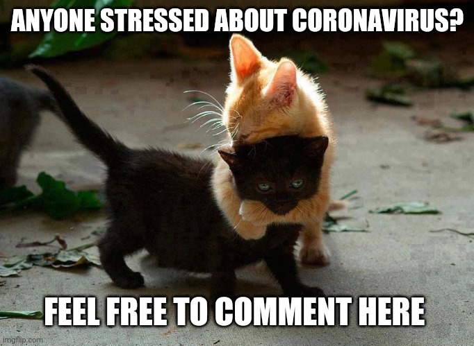 kitten hug | ANYONE STRESSED ABOUT CORONAVIRUS? FEEL FREE TO COMMENT HERE | image tagged in kitten hug | made w/ Imgflip meme maker