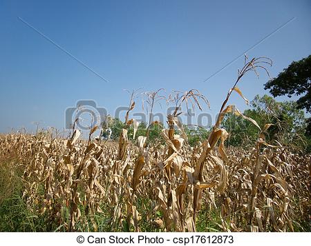 Cornfield Blank Meme Template