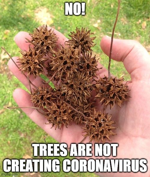 NO! TREES ARE NOT CREATING CORONAVIRUS | image tagged in coronavirus,sars cov-2,covid-19 | made w/ Imgflip meme maker