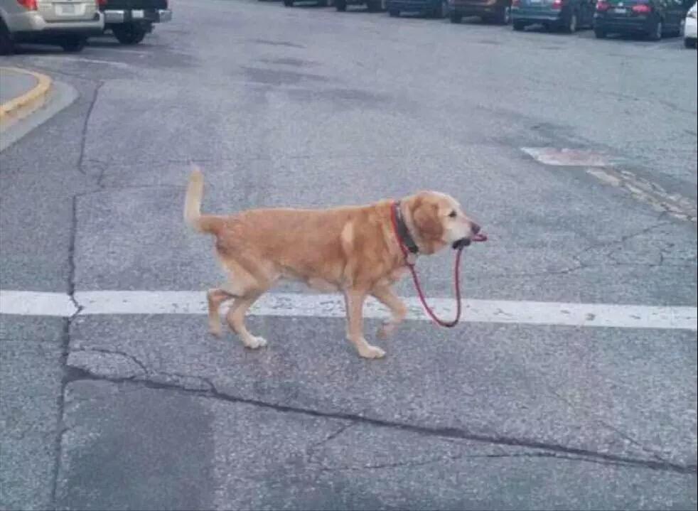 High Quality dog walking himself Blank Meme Template
