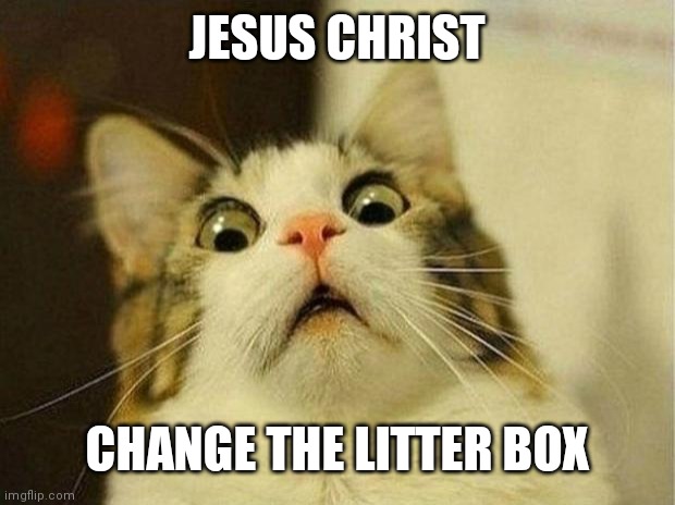 Scared Cat | JESUS CHRIST; CHANGE THE LITTER BOX | image tagged in memes,scared cat | made w/ Imgflip meme maker