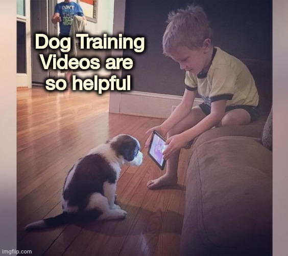 Just make your dog watch them | Dog Training
       Videos are 
        so helpful | image tagged in you're doing it wrong,bad joke dog,watching tv,that's not how this works,important videos | made w/ Imgflip meme maker