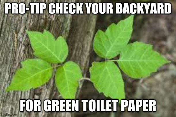 toilet paper | PRO-TIP CHECK YOUR BACKYARD; FOR GREEN TOILET PAPER | image tagged in toilet paper | made w/ Imgflip meme maker