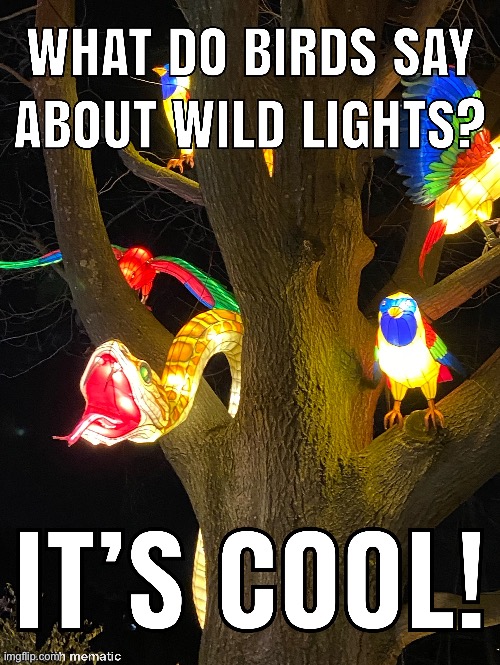 image tagged in zoo,night events,light | made w/ Imgflip meme maker