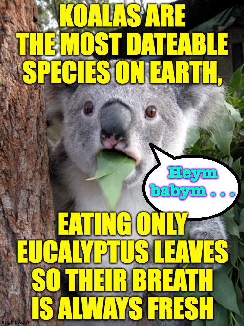 Surprised Koala Meme | KOALAS ARE THE MOST DATEABLE SPECIES ON EARTH, Heym babym . . . EATING ONLY EUCALYPTUS LEAVES SO THEIR BREATH
IS ALWAYS FRESH | image tagged in memes,surprised koala,fresh,hey baby | made w/ Imgflip meme maker