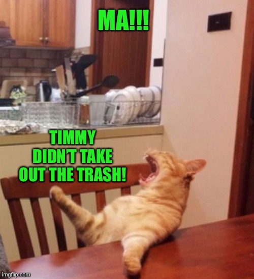 Cat yelling | MA!!! TIMMY DIDN’T TAKE OUT THE TRASH! | image tagged in cat yelling | made w/ Imgflip meme maker
