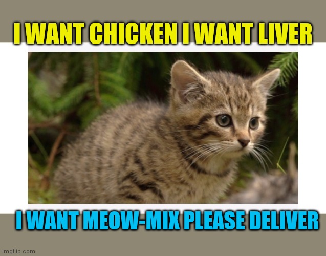 I WANT CHICKEN I WANT LIVER; I WANT MEOW-MIX PLEASE DELIVER | image tagged in cute cat | made w/ Imgflip meme maker